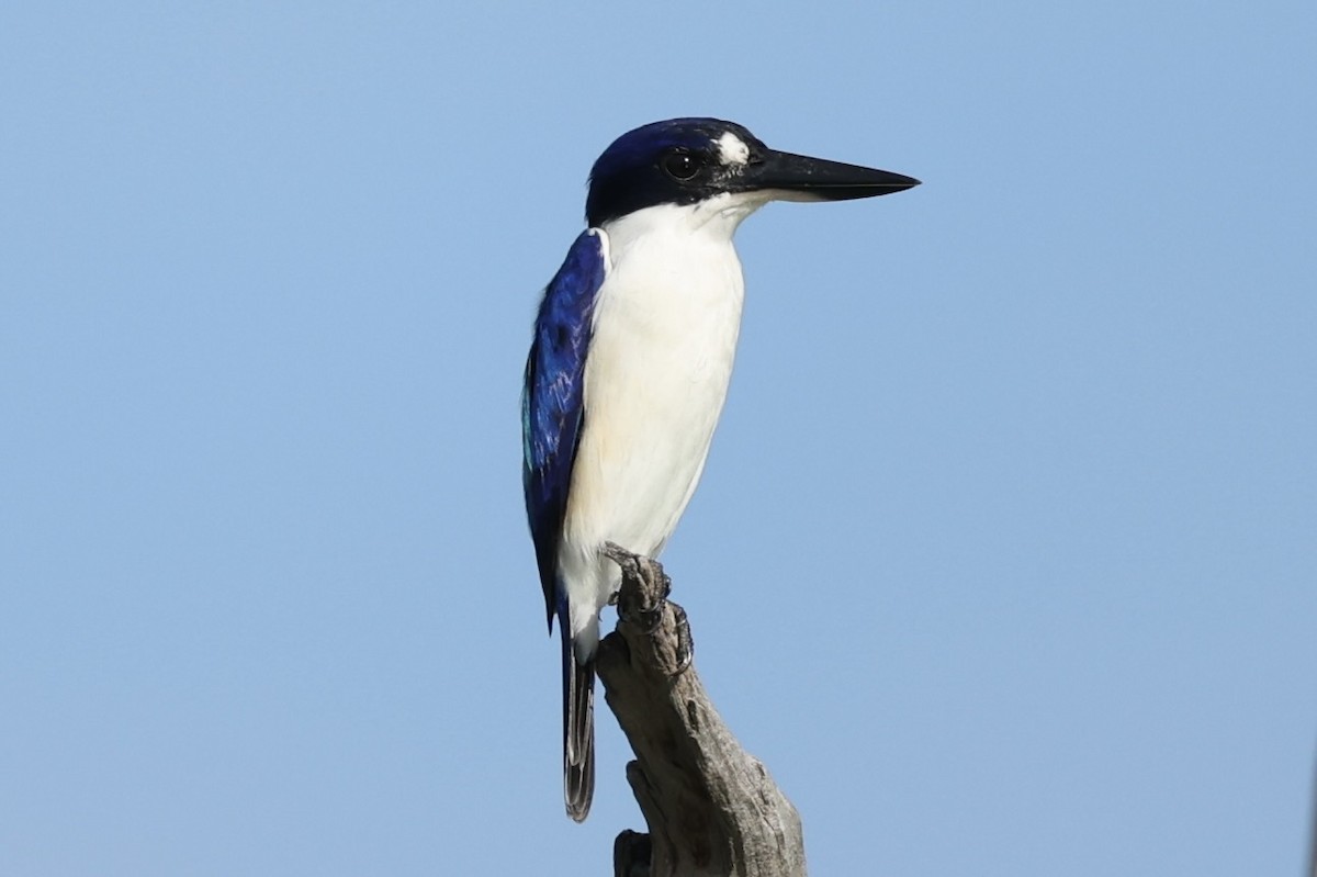 Forest Kingfisher - ML461314081