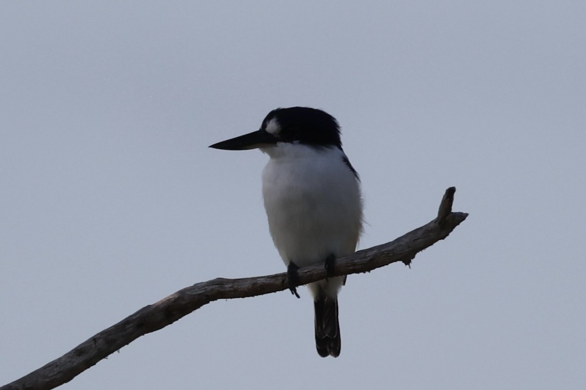 Forest Kingfisher - ML461314091