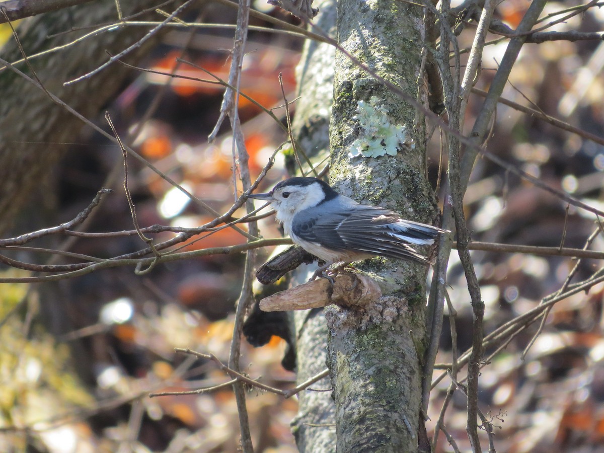 White-breasted Nuthatch - ML46131661