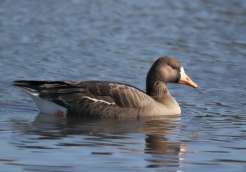 Greater White-fronted Goose - Luis Rodrigues