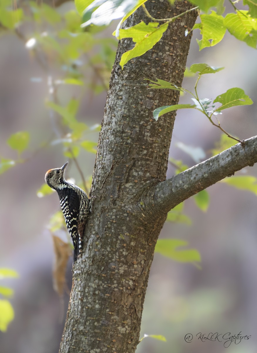 Brown-fronted Woodpecker - ML461320121