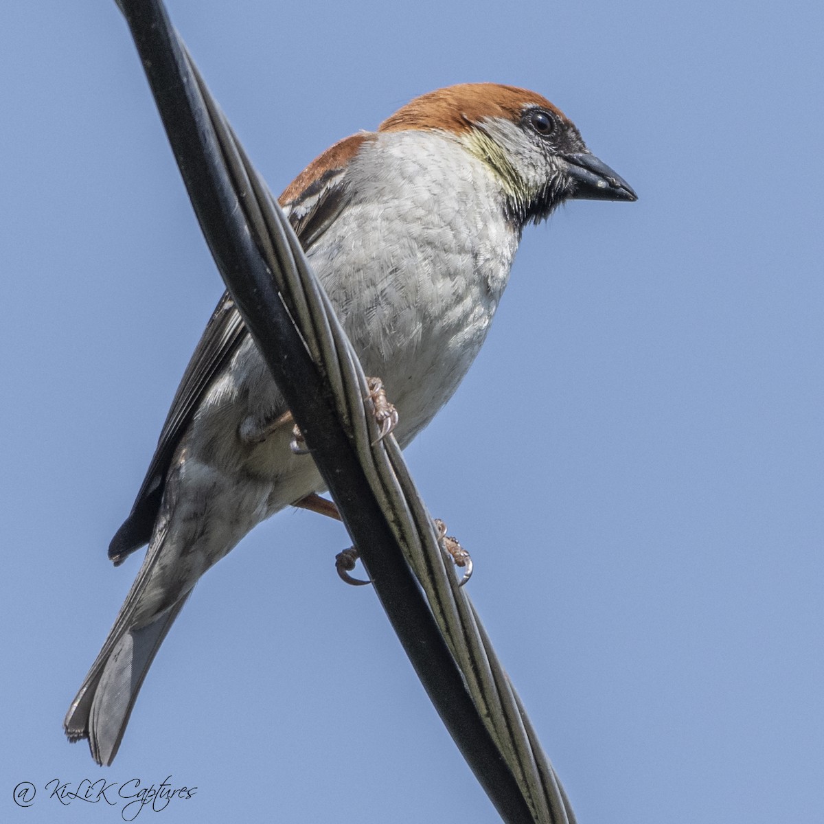 Russet Sparrow - ML461320341