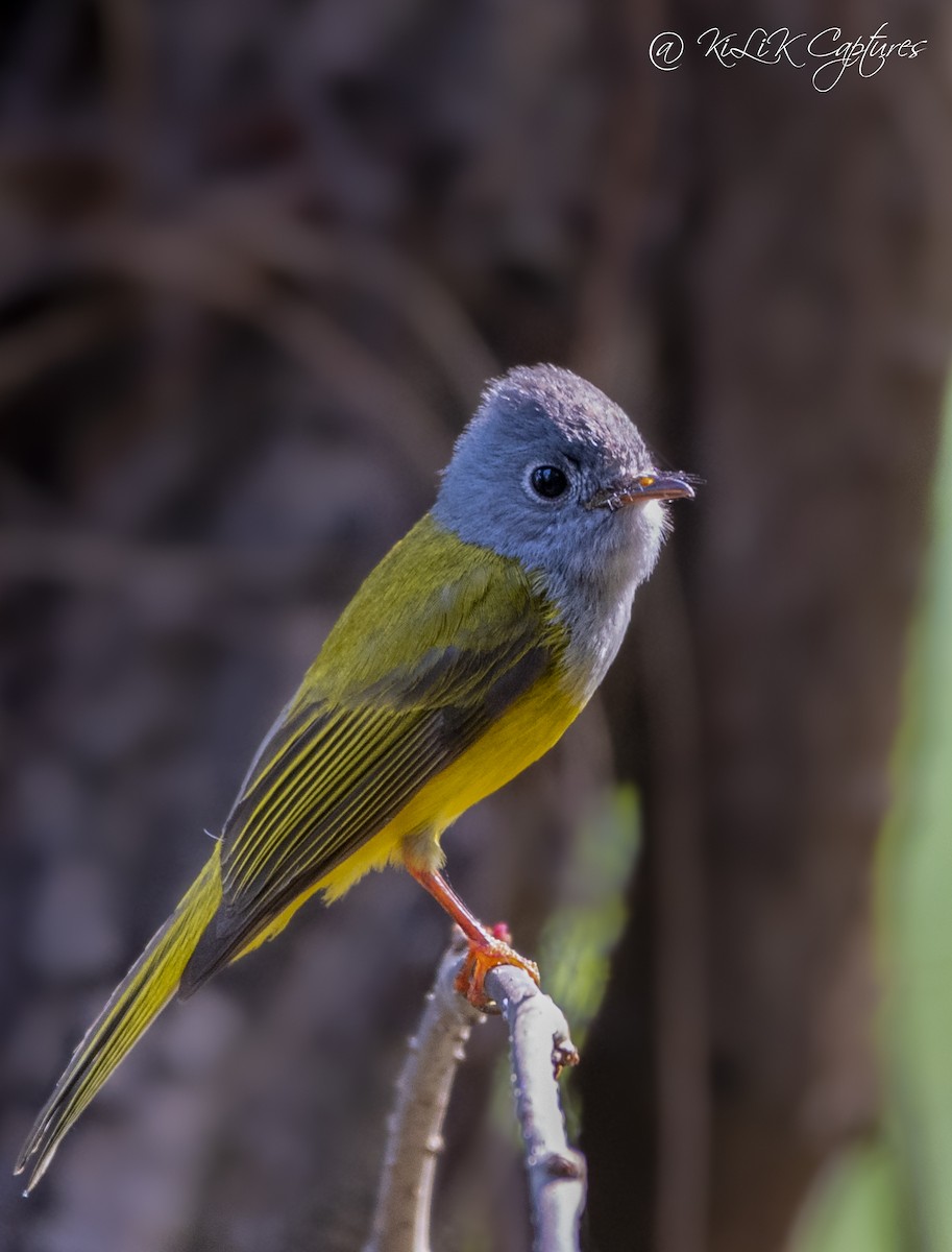 Gray-headed Canary-Flycatcher - Kishore Bakshi