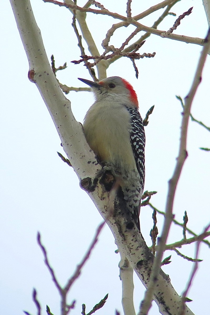 Red-bellied Woodpecker - Yves Darveau