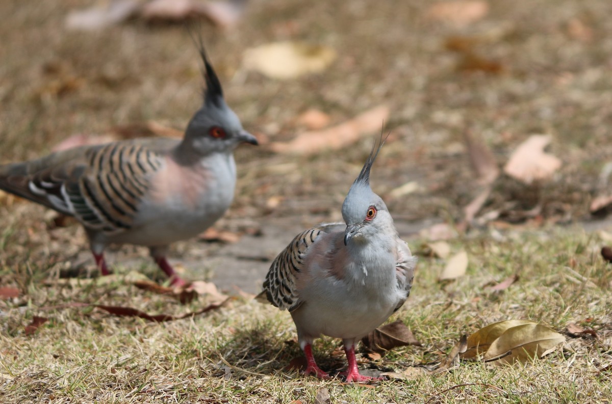 Crested Pigeon - ML461326991
