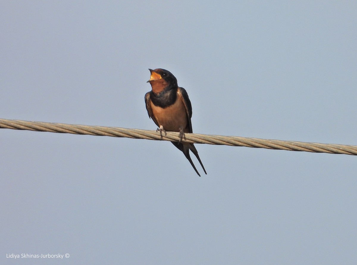 Barn Swallow (Levant) - ML461332751