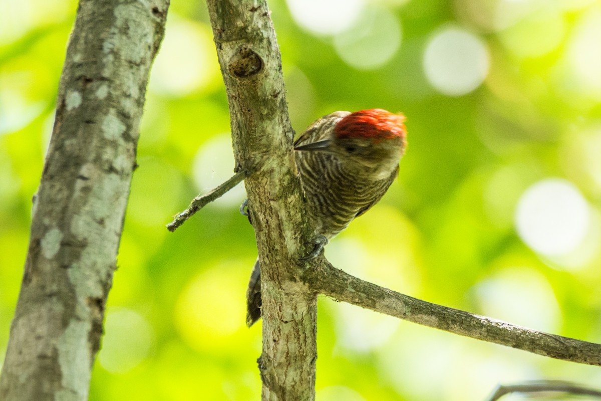 Red-stained Woodpecker - ML461332981