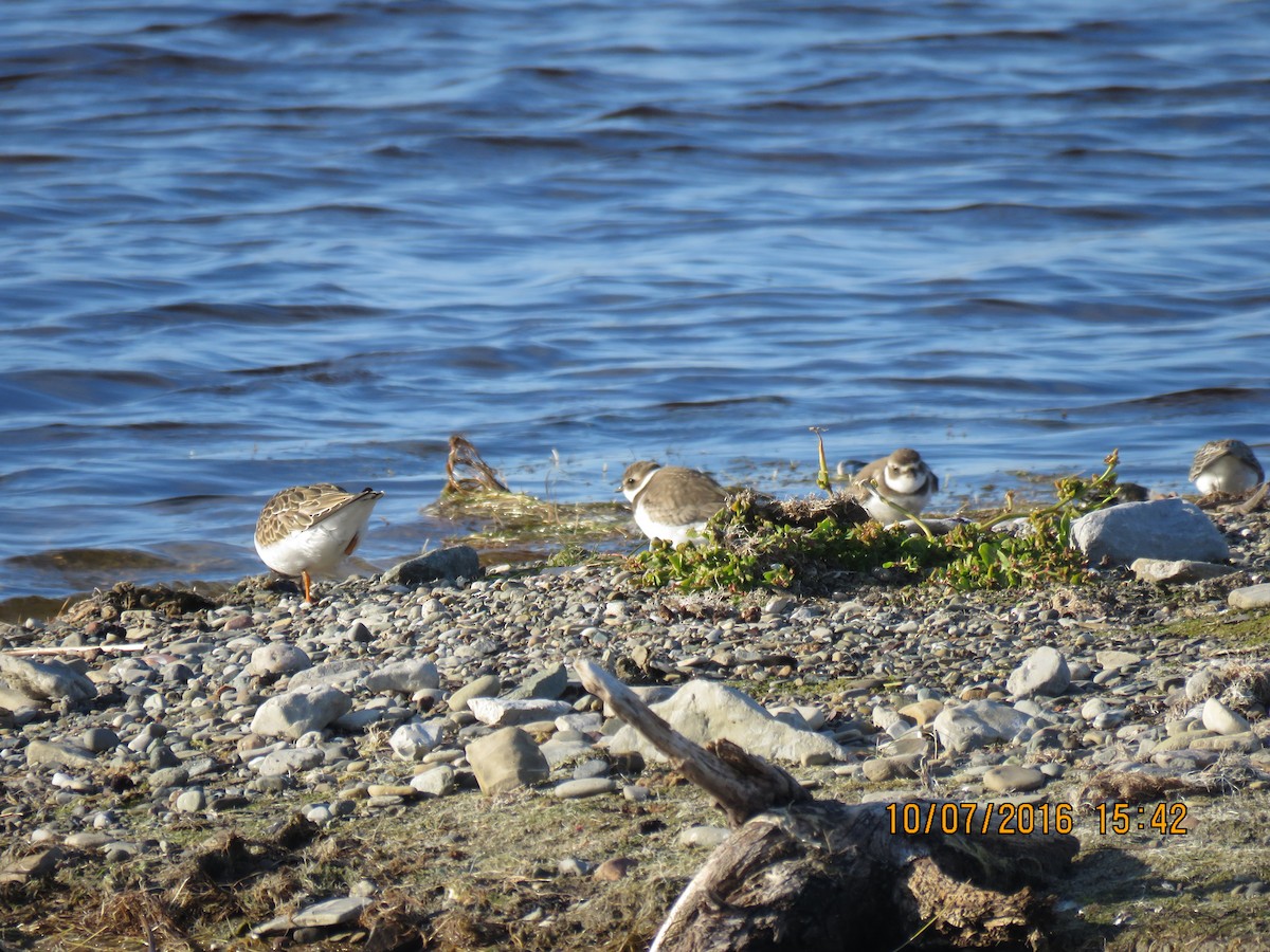 Semipalmated Plover - Janice Flynn
