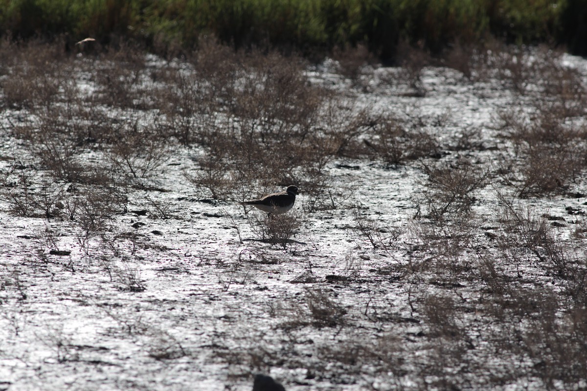 ML461336121 Killdeer Macaulay Library