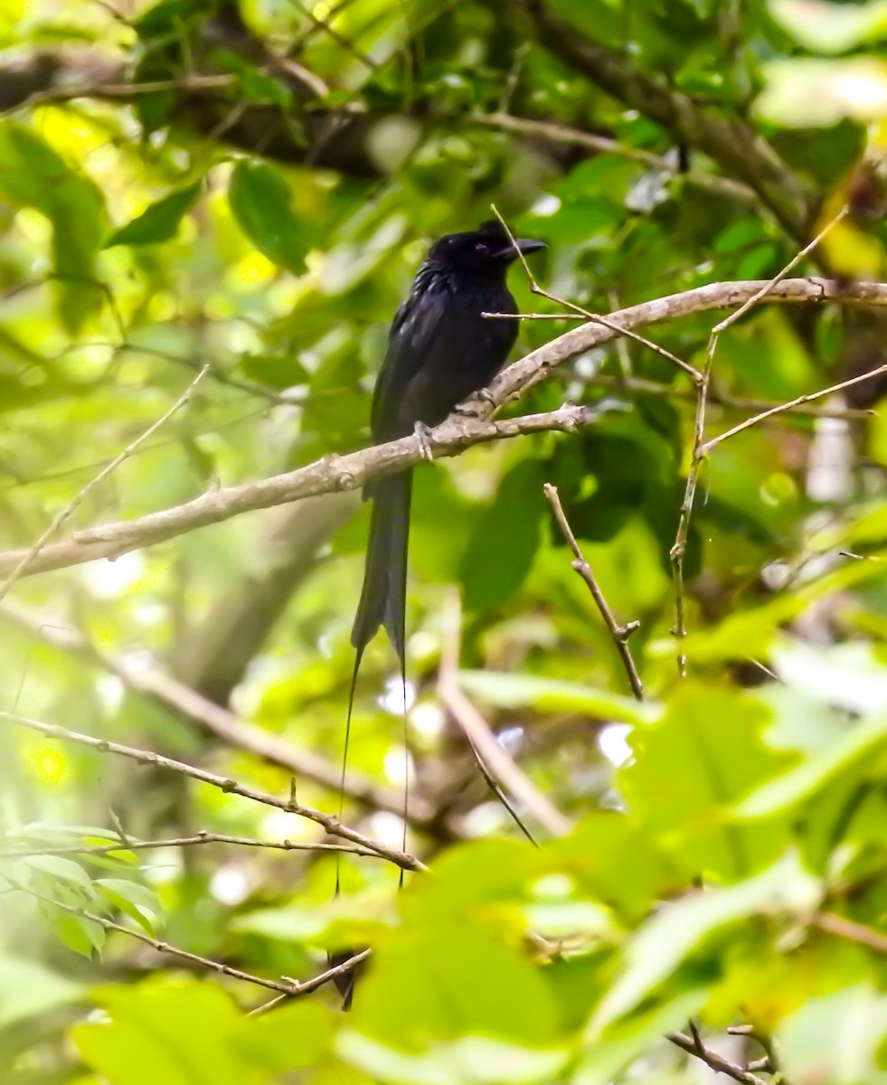 Greater Racket-tailed Drongo - ML461338431