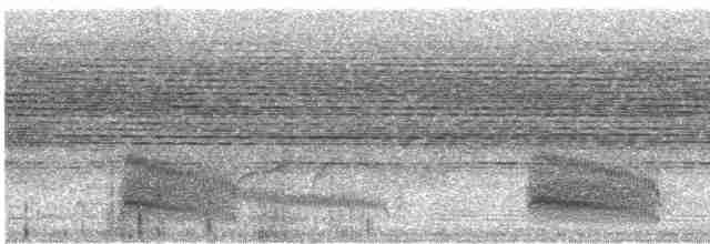 Weißkehl-Ameisenvogel - ML461338801