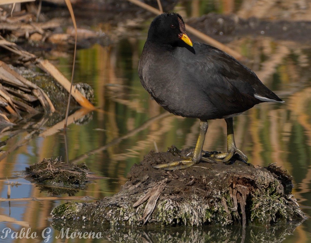 Red-fronted Coot - ML461339141