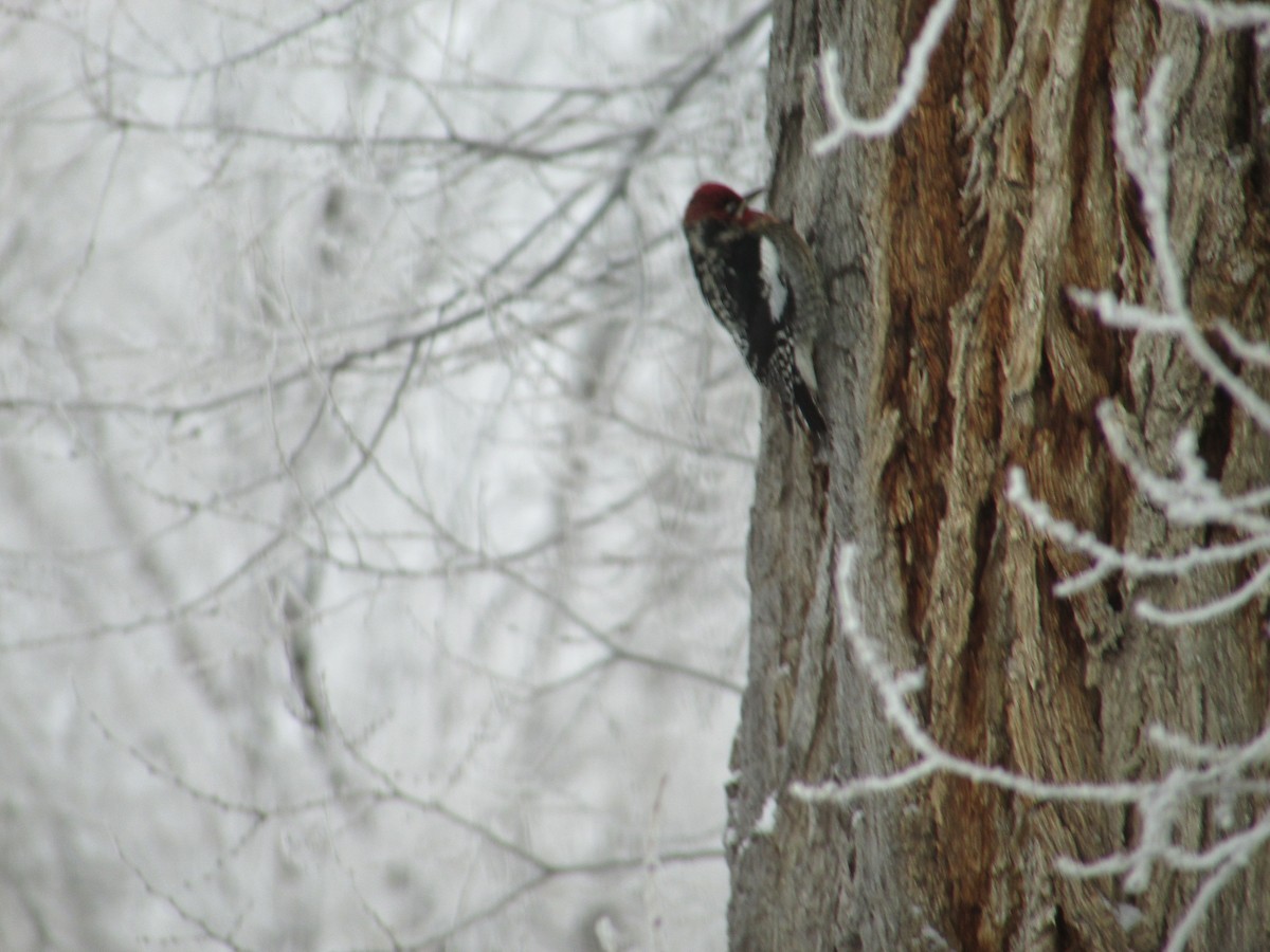 Red-naped Sapsucker - Heather Campbell