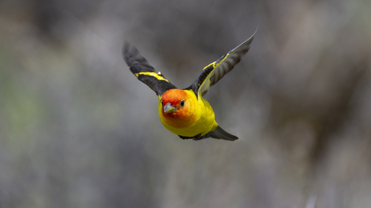 Western Tanager - ML461347201