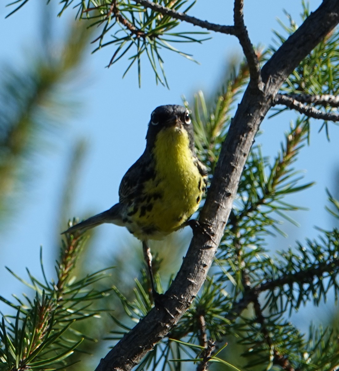 Ebird Checklist Jun Huron Nf Camp Rd Kirtland S Warbler