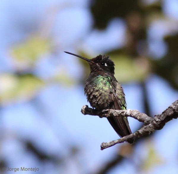 Rivoli's Hummingbird - Jorge Montejo