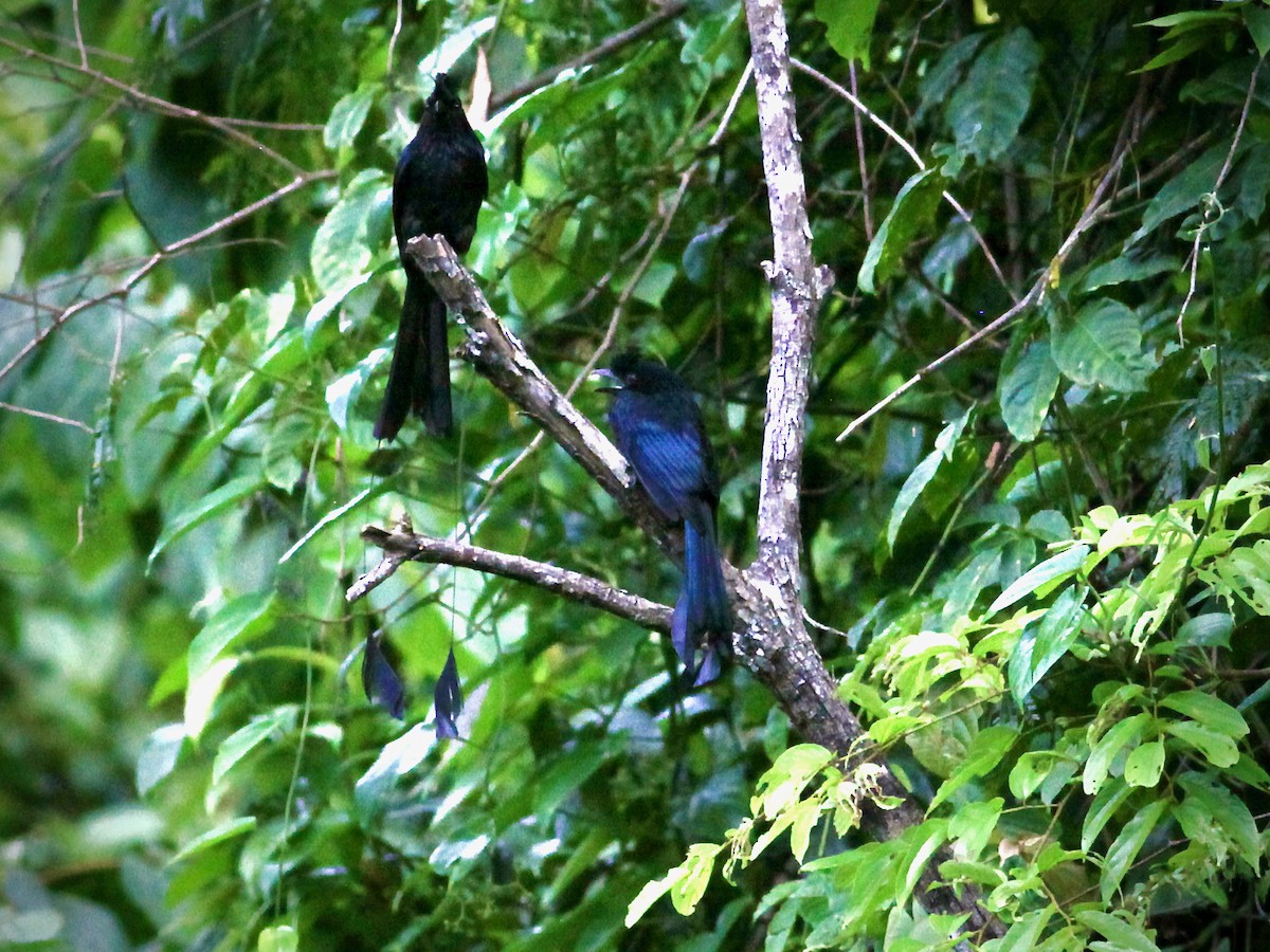 Greater Racket-tailed Drongo - ML461352811