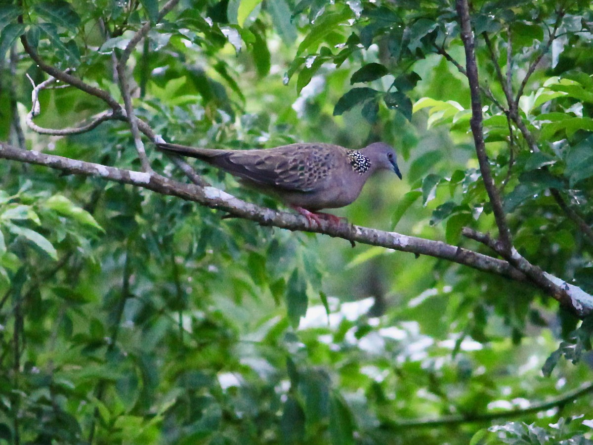 Spotted Dove - ML461352921