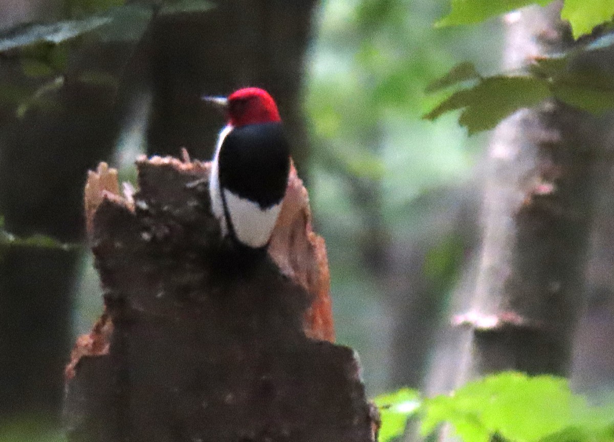 Red-headed Woodpecker - ML461353581