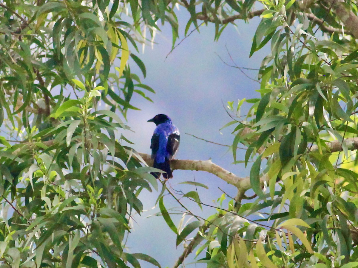 Asian Fairy-bluebird - ML461353641