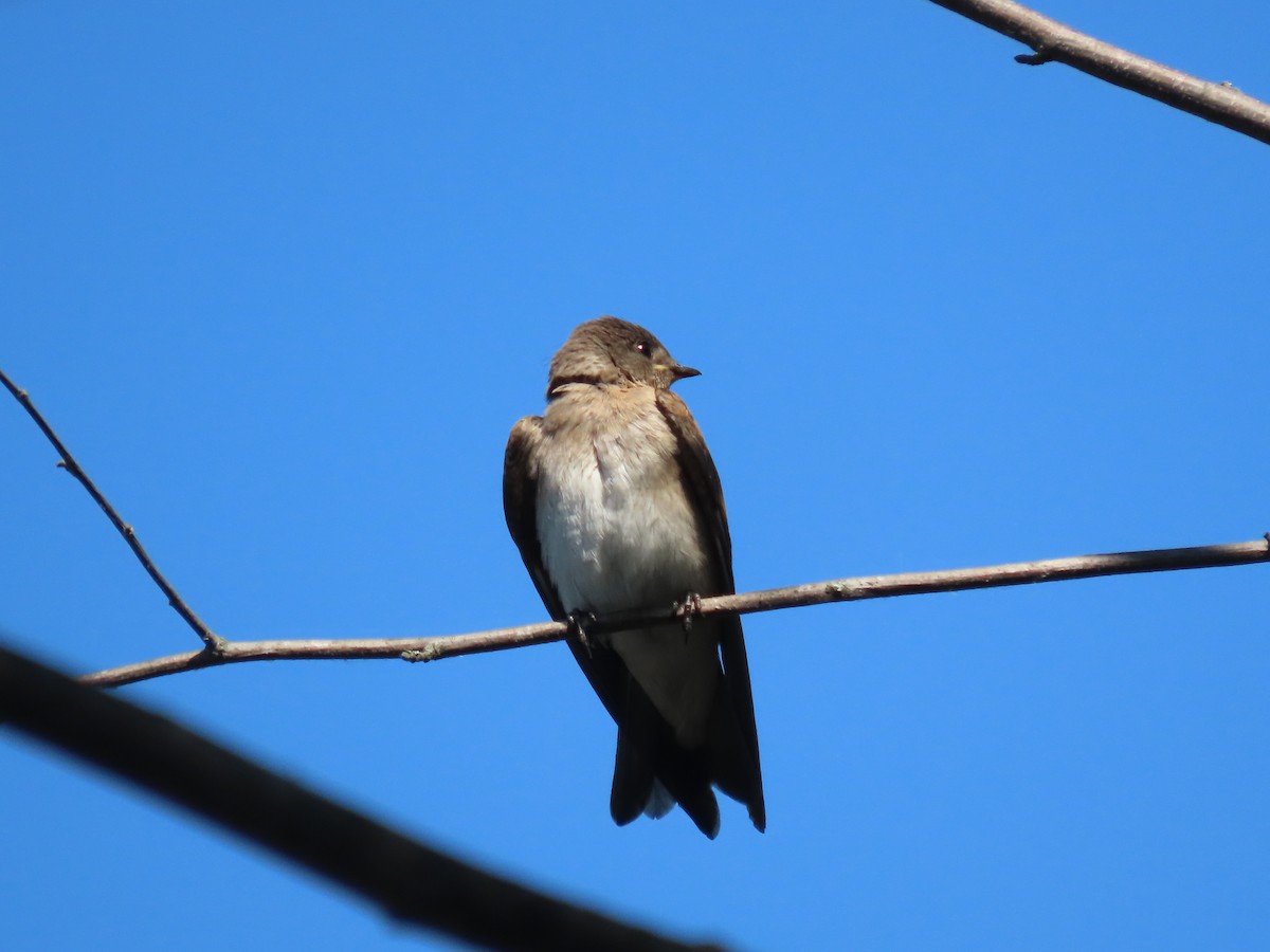 Northern Rough-winged Swallow - Linda Vitchock