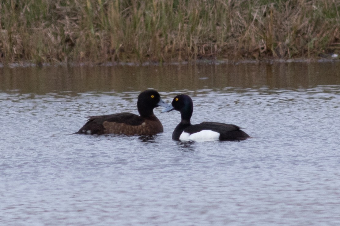 Tufted Duck - ML461362871