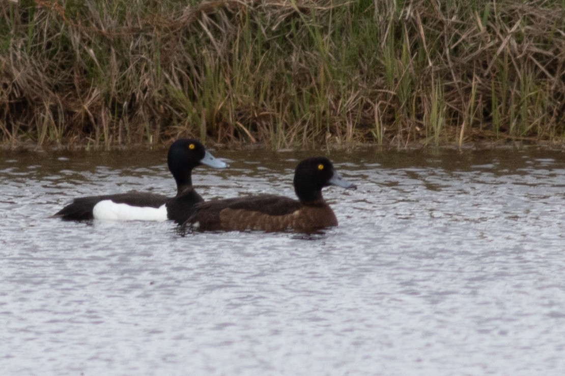 Tufted Duck - ML461362881