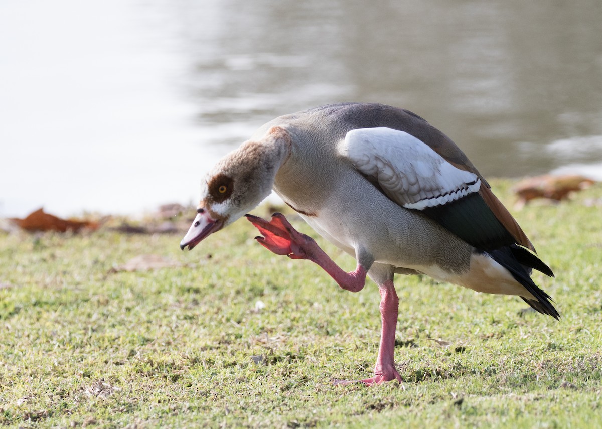 Egyptian Goose - Maury Swoveland