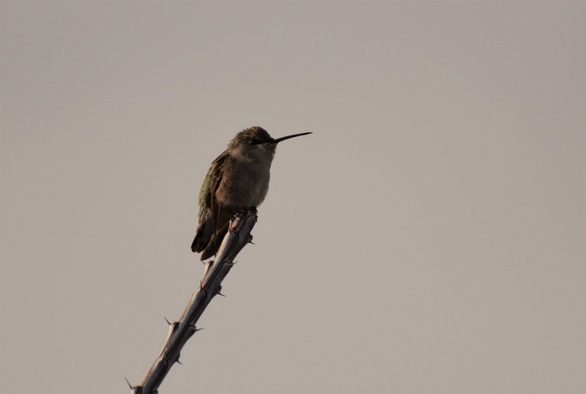 Costa's Hummingbird - Patrick Maurice
