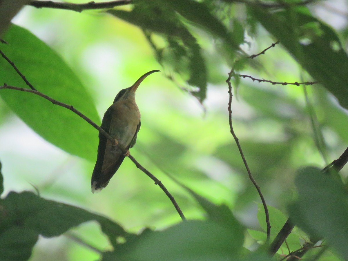 Rufous-breasted Hermit - ML461367351
