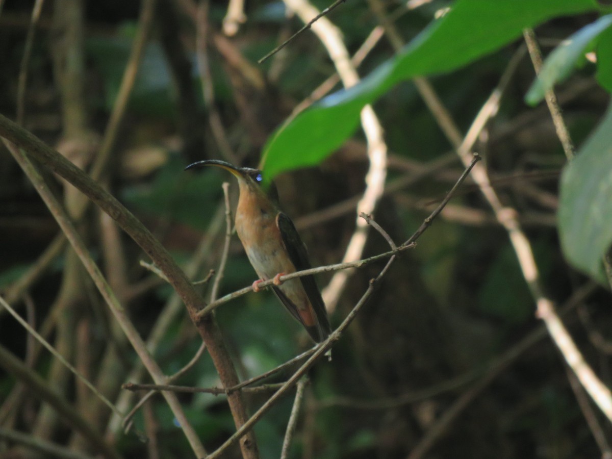 Rufous-breasted Hermit - ML461368851