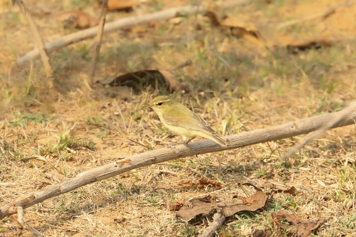 Hume's Warbler - ML461369441