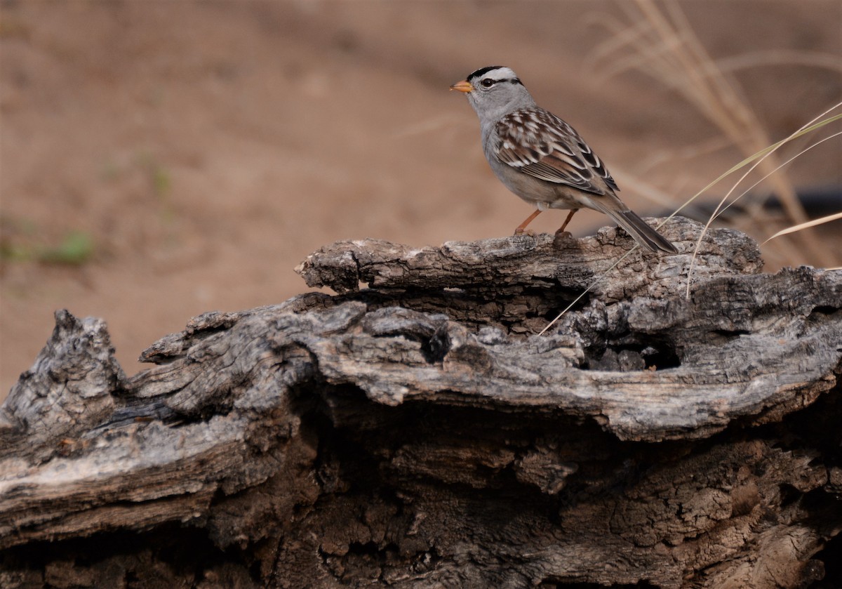 White-crowned Sparrow - ML46137041