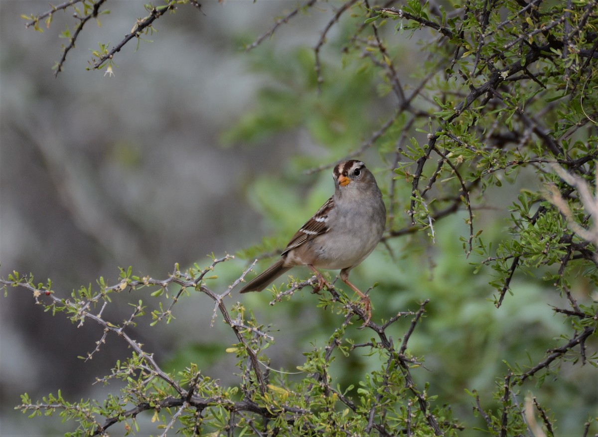 White-crowned Sparrow - ML46137051