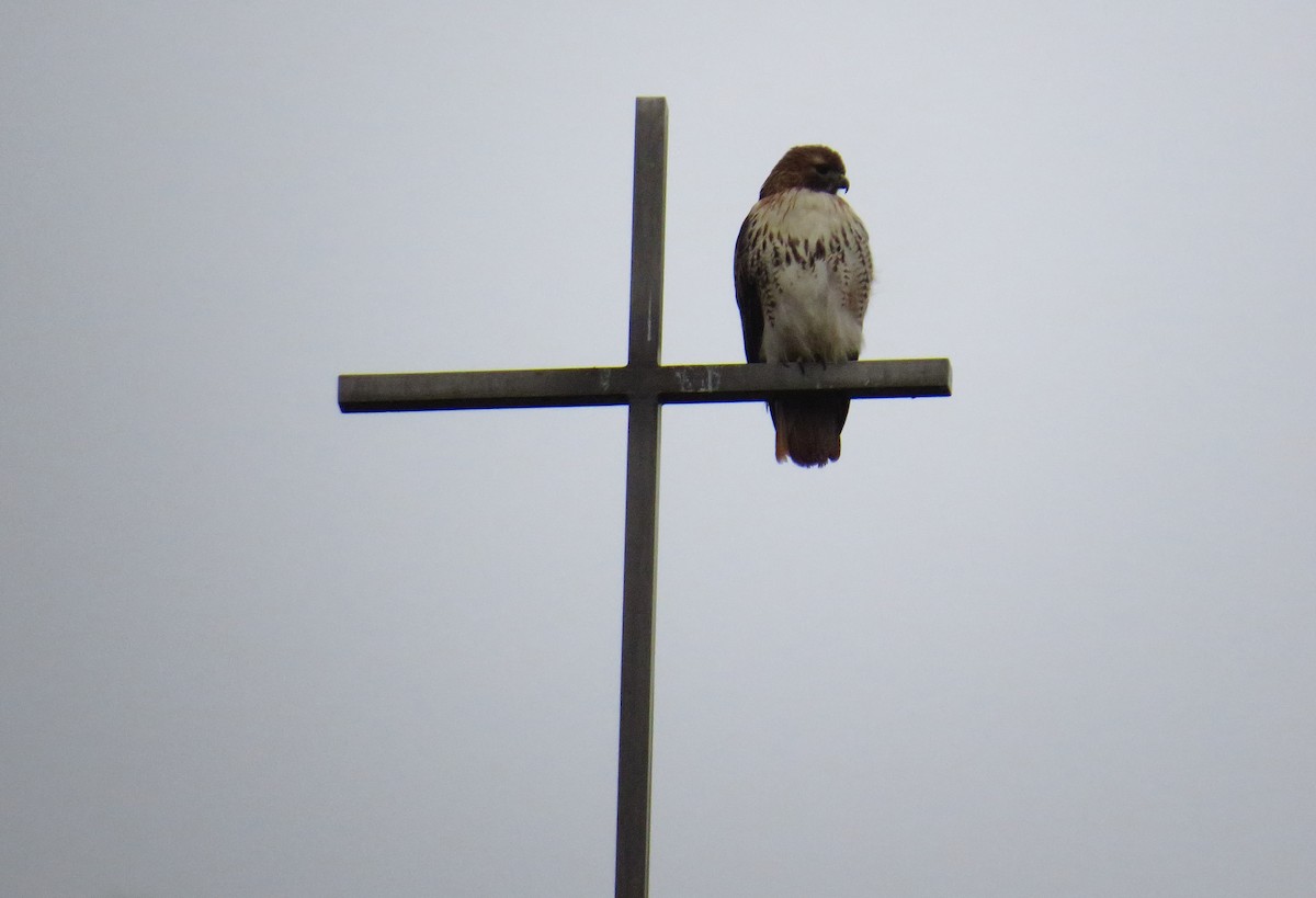 Red-tailed Hawk - Andy P