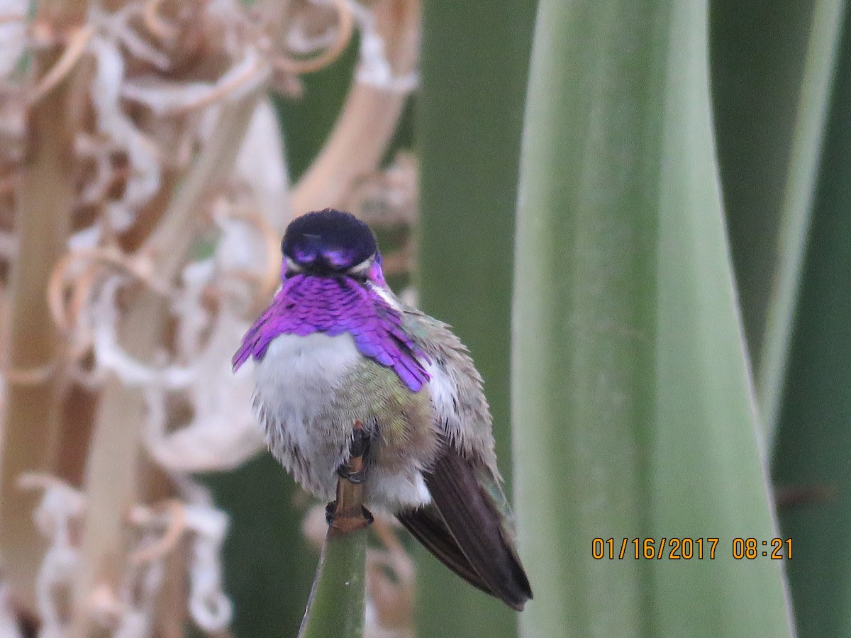 Costa's Hummingbird - Don Witter