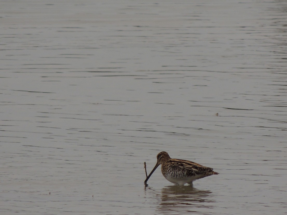 Common Snipe - Andy McGivern