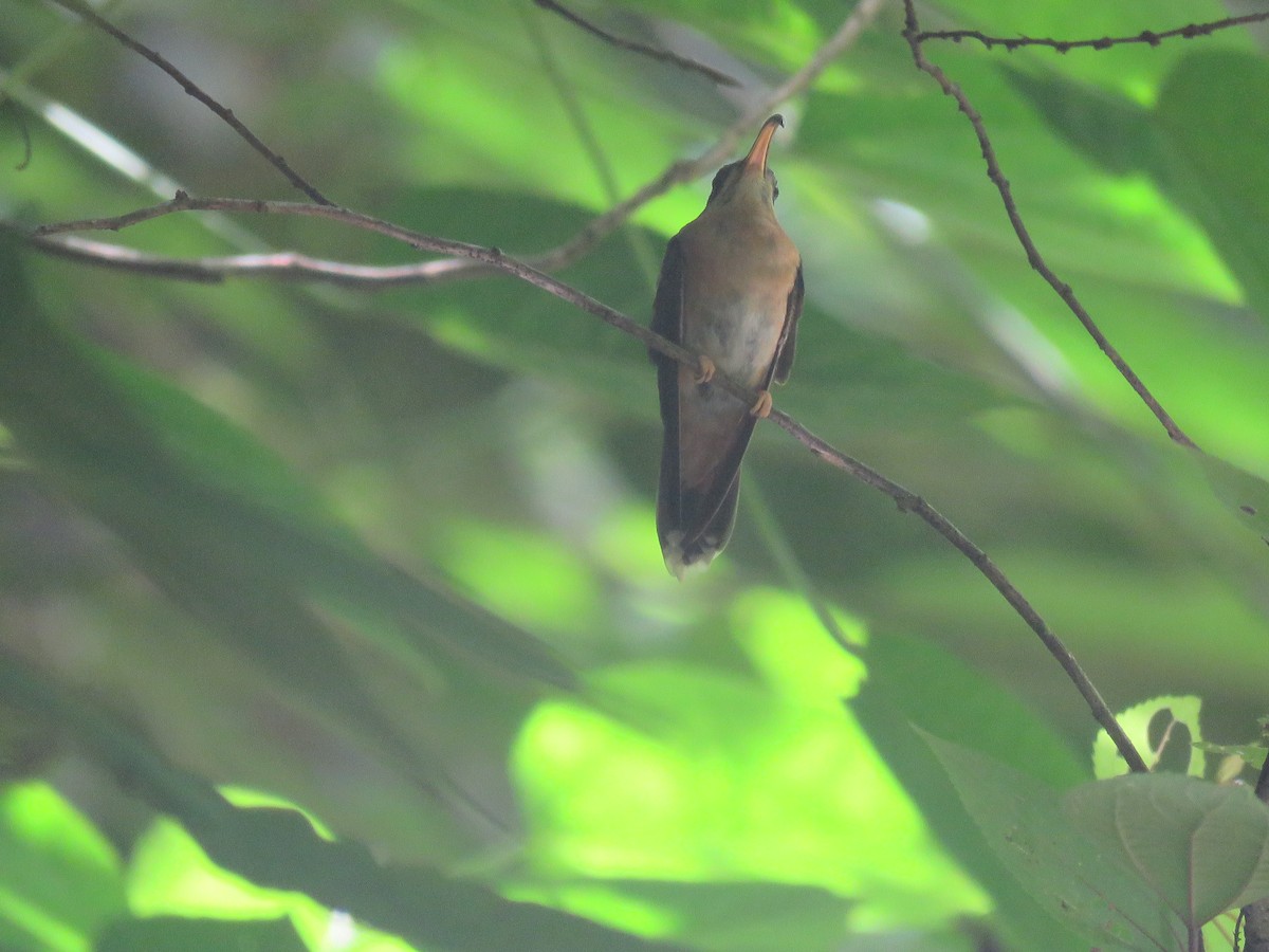 Rufous-breasted Hermit - ML461374361