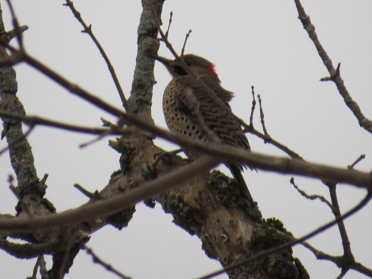 Northern Flicker (Yellow-shafted) - Charles Caron