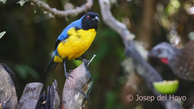 Hooded Mountain Tanager - ML461382281