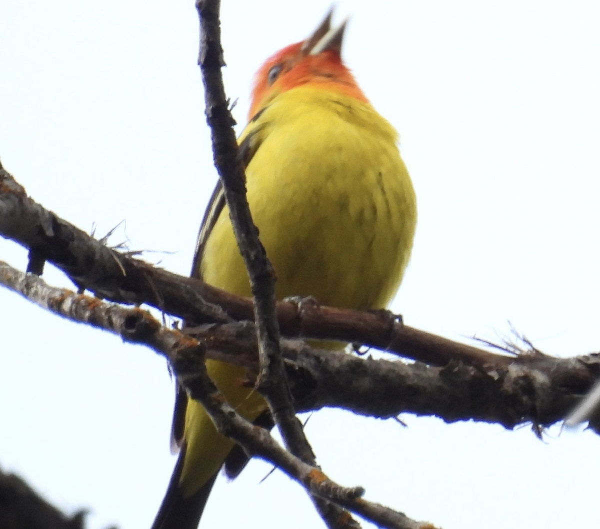 Western Tanager - ML461385141