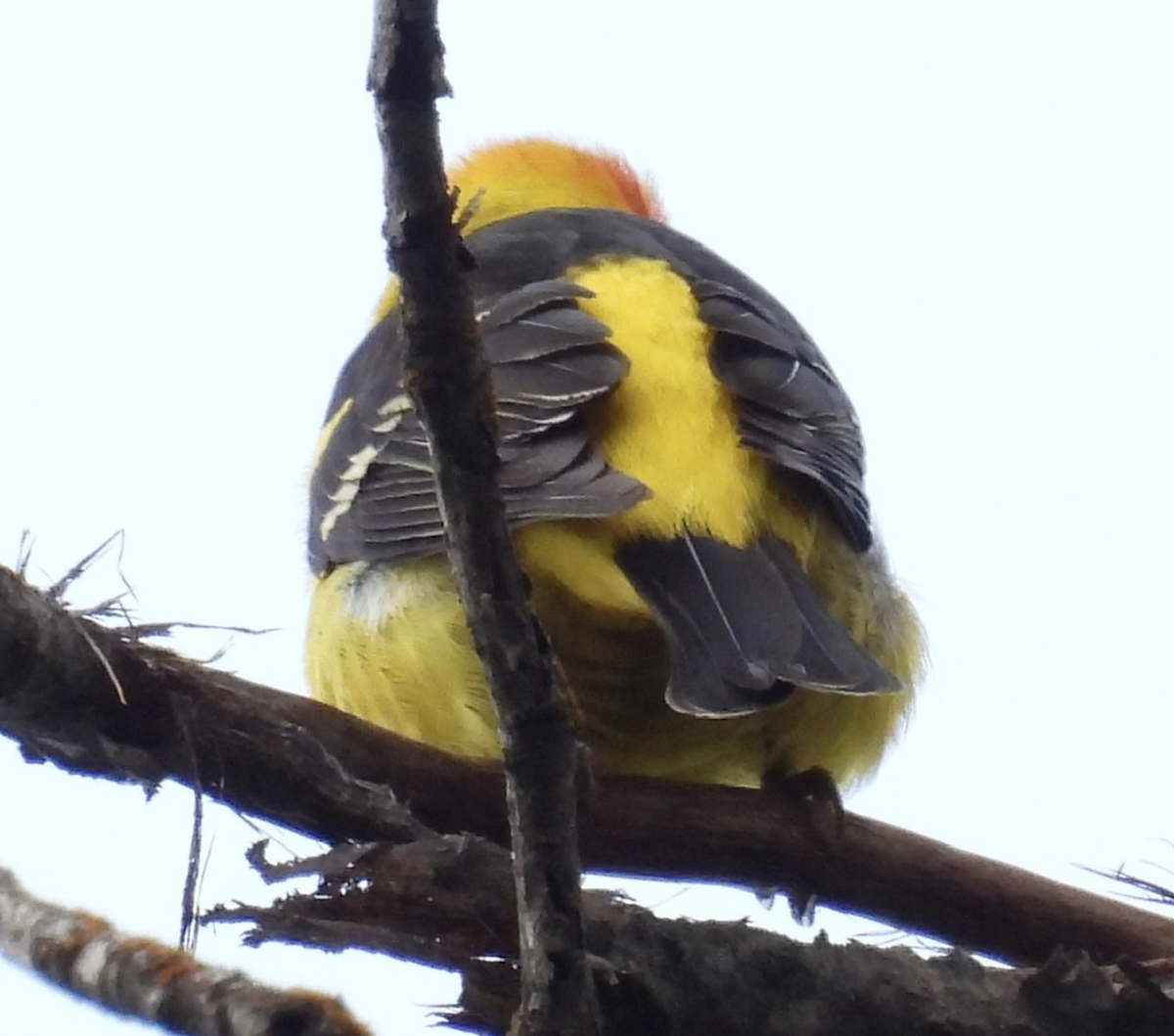 Western Tanager - ML461385151