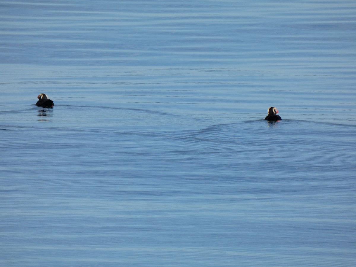 Tufted Puffin - ML461389531