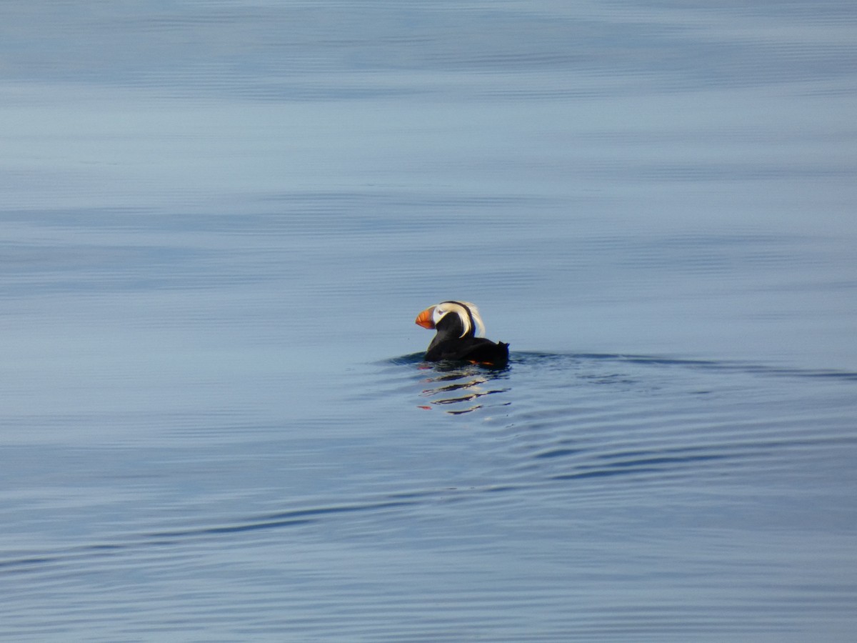 Tufted Puffin - ML461389581