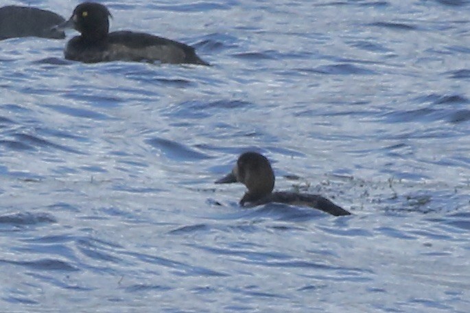 Greater Scaup - ML461390781