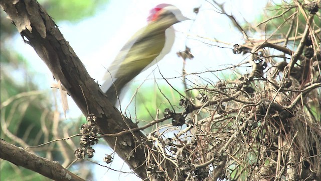 Cuban Green Woodpecker - ML461392