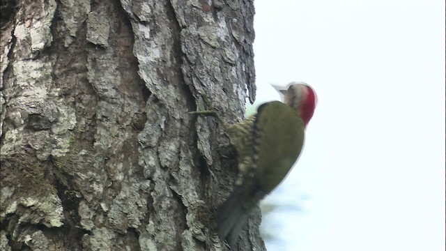 Cuban Green Woodpecker - ML461393