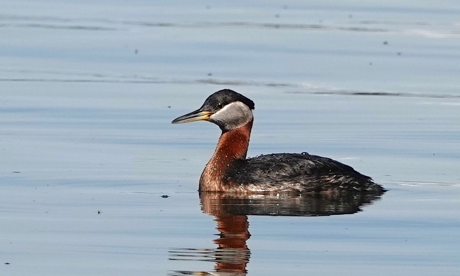 Red-necked Grebe - ML461401281