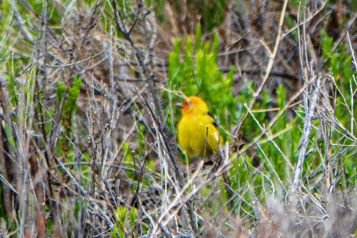 Western Tanager - ML461404191
