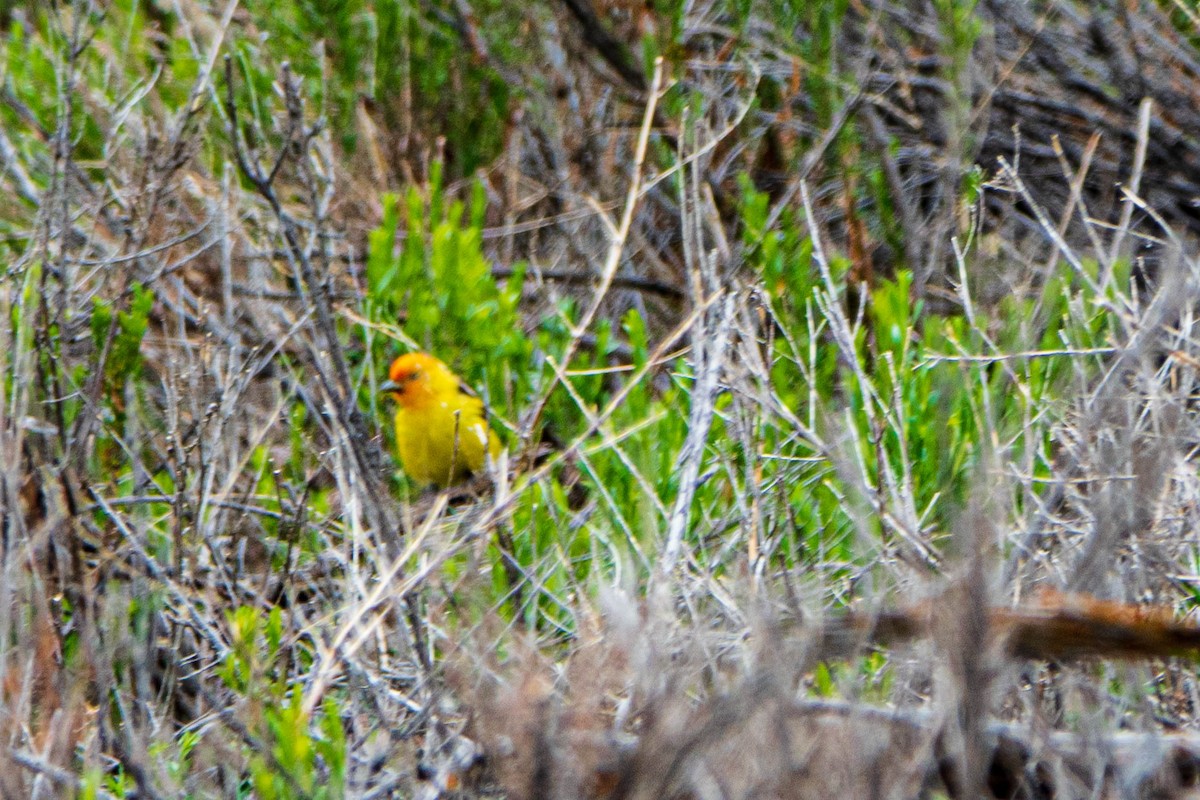Western Tanager - ML461404231